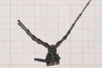 Cerambyx cerdo