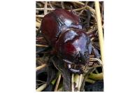 Oryctes nasicornis