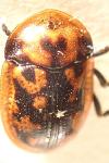 Pilemostoma fastuosa