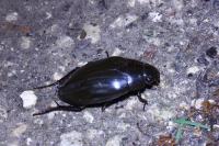 Hydrophilus piceus