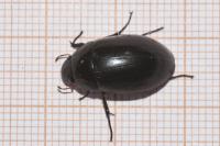 Hydrochara caraboides