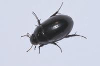 Hydrochara caraboides