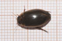 Rhantus suturalis