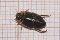 Rhantus suturalis