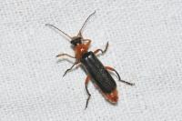 Cantharis pellucida