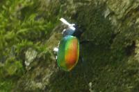 Calosoma sycophanta