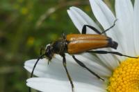 Stictoleptura fulva