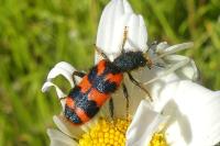 Trichodes alvearius
