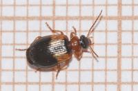 Lebia scapularis