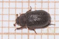 Trox perrisi