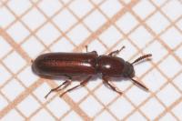 Corticeus unicolor