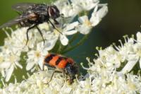 Trichodes apiarius