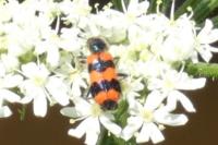 Trichodes apiarius