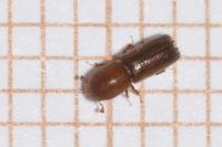 Xyleborus monographus