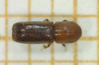 Xyleborus monographus