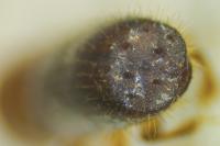 Xyleborus monographus