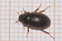 Hydrobius fuscipes