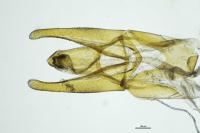 Hydrobius fuscipes