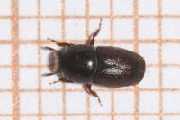 Scolytus intricatus