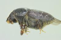 Scolytus intricatus