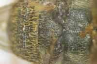 Scolytus intricatus