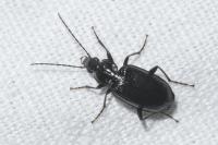 Agonum