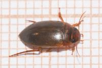 Liopterus haemorrhoidalis