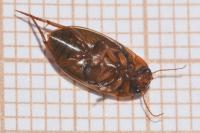Liopterus haemorrhoidalis