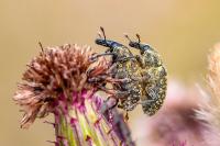 Larinus turbinatus