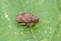 Orchestes testaceus