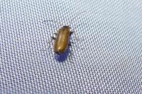 Rhagonycha nigriventris