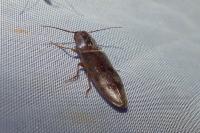 Stenagostus rhombeus