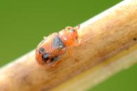 Coccidula scutellata