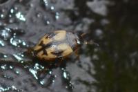 Yola bicarinata
