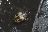 Yola bicarinata