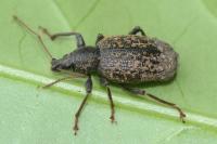 Otiorhynchus aurifer