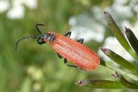 Lygistopterus sanguineus