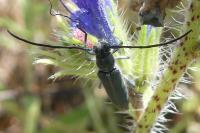 Opsilia coerulescens