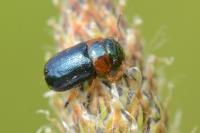 Cheilotoma musciformis