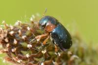 Cheilotoma musciformis