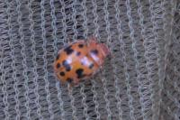 Subcoccinella vigintiquatuorpunctata