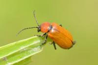 Exosoma lusitanicum