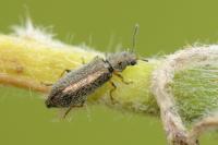 Dasytes croceipes