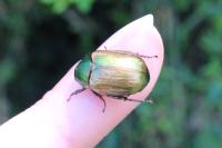 Anomala dubia
