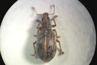 Polydrusus leucaspis