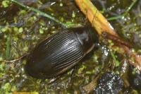 Dytiscus semisulcatus