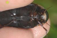 Dytiscus semisulcatus