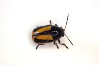 Cryptocephalus vittatus