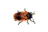 Clytra laeviuscula