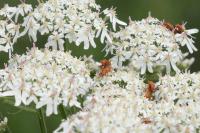 Rhagonycha fulva